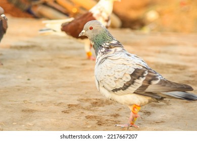 Close Up Of Beautiful Homing Pigeons. View Of Pigeons In The Front Of Pigeon Cages. Pigeons In Urban Environment. Homing Or Carrier Pigeon. Racer Pigeons. Message Bird. Rural Environment.