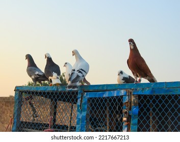 Close Up Of Beautiful Homing Pigeons. View Of Pigeons In The Front Of Pigeon Cages. Pigeons In Urban Environment. Homing Or Carrier Pigeon. Racer Pigeons. Message Bird. Rural Environment.