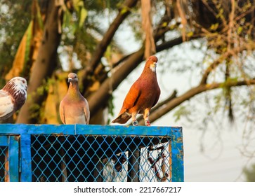 Close Up Of Beautiful Homing Pigeons. View Of Pigeons In The Front Of Pigeon Cages. Pigeons In Urban Environment. Homing Or Carrier Pigeon. Racer Pigeons. Message Bird. Rural Environment.