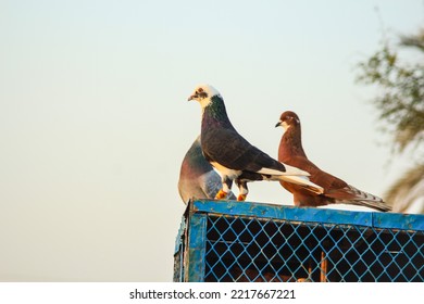 Close Up Of Beautiful Homing Pigeons. View Of Pigeons In The Front Of Pigeon Cages. Pigeons In Urban Environment. Homing Or Carrier Pigeon. Racer Pigeons. Message Bird. Rural Environment.