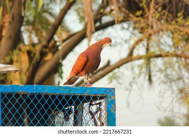 Close Up Of Beautiful Homing Pigeons. View Of Pigeons In The Front Of Pigeon Cages. Pigeons In Urban Environment. Homing Or Carrier Pigeon. Racer Pigeons. Message Bird. Rural Environment.