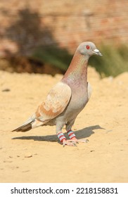 Close Up Of Beautiful Homing Pigeons. View Of Pigeons In The Front Of Pigeon Cages. Pigeons In Urban Environment. Homing Or Carrier Pigeon. Racer Pigeons. Message Bird. Rural Environment.