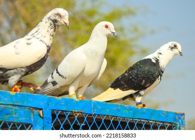 Close Up Of Beautiful Homing Pigeons. View Of Pigeons In The Front Of Pigeon Cages. Pigeons In Urban Environment. Homing Or Carrier Pigeon. Racer Pigeons. Message Bird. Rural Environment.