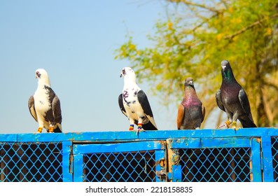 Close Up Of Beautiful Homing Pigeons. View Of Pigeons In The Front Of Pigeon Cages. Pigeons In Urban Environment. Homing Or Carrier Pigeon. Racer Pigeons. Message Bird. Rural Environment.