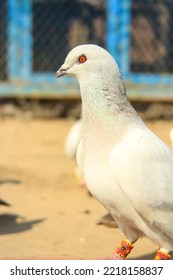 Close Up Of Beautiful Homing Pigeons. View Of Pigeons In The Front Of Pigeon Cages. Pigeons In Urban Environment. Homing Or Carrier Pigeon. Racer Pigeons. Message Bird. Rural Environment.