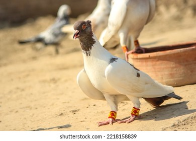 Close Up Of Beautiful Homing Pigeons. View Of Pigeons In The Front Of Pigeon Cages. Pigeons In Urban Environment. Homing Or Carrier Pigeon. Racer Pigeons. Message Bird. Rural Environment.