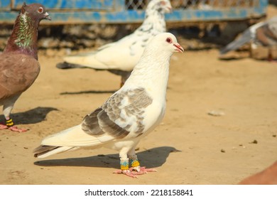 Close Up Of Beautiful Homing Pigeons. View Of Pigeons In The Front Of Pigeon Cages. Pigeons In Urban Environment. Homing Or Carrier Pigeon. Racer Pigeons. Message Bird. Rural Environment.