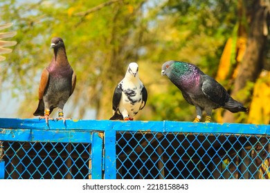 Close Up Of Beautiful Homing Pigeons. View Of Pigeons In The Front Of Pigeon Cages. Pigeons In Urban Environment. Homing Or Carrier Pigeon. Racer Pigeons. Message Bird. Rural Environment.