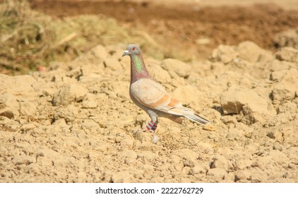 Close Up Of Beautiful Homing Pigeons. View Of Pigeons In The Front Of Pigeon Cages. Pigeons In Urban Environment. Homing Or Carrier Pigeon. Racer Pigeons. Message Bird. Rural Environment.