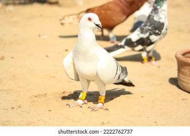 Close Up Of Beautiful Homing Pigeons. View Of Pigeons In The Front Of Pigeon Cages. Pigeons In Urban Environment. Homing Or Carrier Pigeon. Racer Pigeons. Message Bird. Rural Environment.