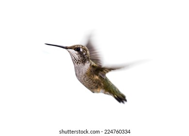 Close Up Of A Beautiful Humming Bird In Flight Isolated On A White Background
