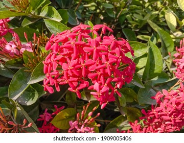 Asoka Flower Ashoka Flower Plant That Stock Photo (Edit Now) 1604101777 ...