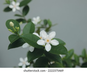 close up of beautiful jasmine flowers on a bush in a garden with floral natural background. Selective focus view of beautiful white flower known as Jasmine. Symbol springtime and summer