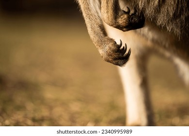 close up of a Beautiful kangaroo in the nsw Australian bush. Australian native wildlife in a national park in Australia.  - Powered by Shutterstock
