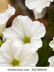 close up of beautiful large white Petunia (Trailing) Fanfare White flowers in summer bloom, Wiltshire UK 