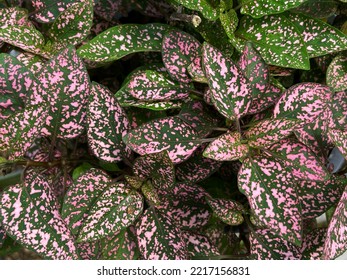 Close up beautiful leaves texture with pink and green color of Polka Dot Plant, Hypoestes phyllostachya, in the garden. Tropical foliage plant. 