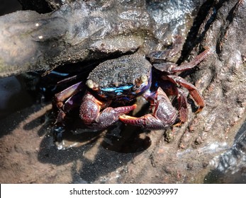 Close Beautiful Mangrove Crab Feeding On Stock Photo 1029039997 ...