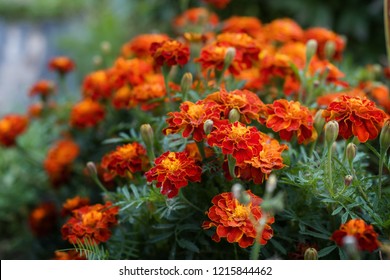 Close up of beautiful Marigold flower (Tagetes erecta, Mexican, Aztec or African marigold) in the garden. Macro of marigold in flower bed sunny day. Magrigold background or tagetes card.