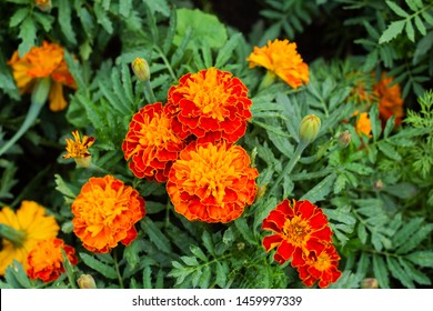 Close up of beautiful Marigold flower (Tagetes erecta, Mexican, Aztec or African marigold) in the garden