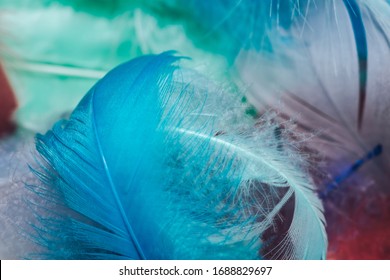Close up Beautiful multi colored trends bird  feather pattern texture background. Macro photography view.