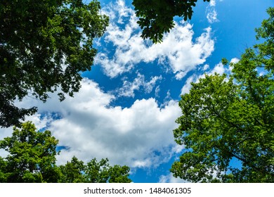 Close Beautiful Natural View Green Leaves Stock Photo 1484061305 ...