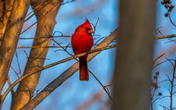 A Close Up Of The Beautiful North Carolina State Bird The Red Cardinal.