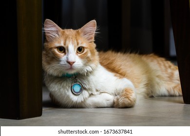 Close Up Of A Beautiful Orange And White Cat Wearing A Name Tag In A Dark Home Setting