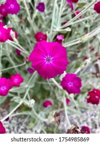 Up Close Beautiful Pink Flower In Mount Vernon New York USA