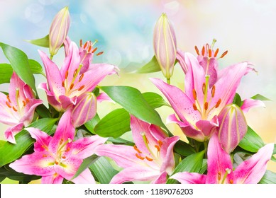 Close Beautiful Pink Lilies Flowers Stock Photo 1189076203 | Shutterstock