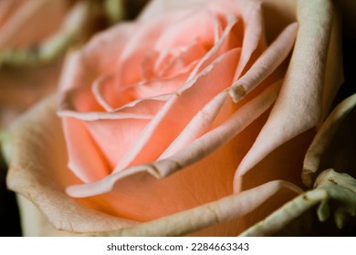Close up of beautiful pink rose. Macro shot. Soft focus. - Shutterstock ID 2284663343