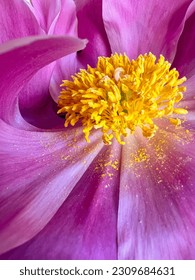 close up of beautiful pistils and stamens heavy with pollen pink peony flower