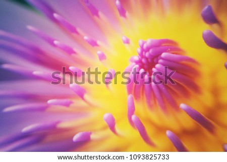 Close Beautiful Pulple Lotus Wallpaper Background Stock Photo Edit