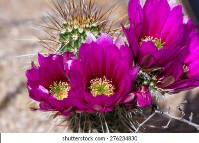 Close Up Of A Beautiful Purple Flower On A Desert Cactus In Arizona