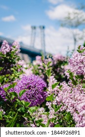 Close up of beautiful purple flowers with the Manhattan Bridge in the background