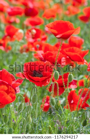 Close up of beautiful, red, blooming poppies in a natural field