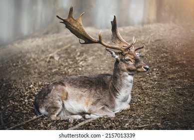 8,247 Lying deer Images, Stock Photos & Vectors | Shutterstock