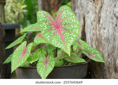 Close up of beautiful red green caladium bicolor. Caladium bicolor in pot. Caladium leaves. Green plant in pot. - Powered by Shutterstock