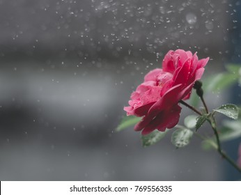Close up of beautiful red rose flower on green branch in water drops. Red rose in rain garden. Image of colorful red rose flower for cards. Valentines day background flower in waterdrops text space
