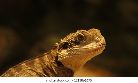 close up of beautiful reptiles in a zoo - Powered by Shutterstock