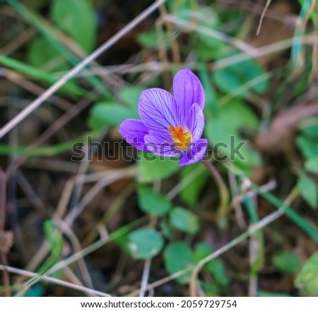 close up of a beautiful rich violet flowering Crocus speciosus (Conqueror)