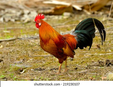 581 Gallic rooster Images, Stock Photos & Vectors | Shutterstock