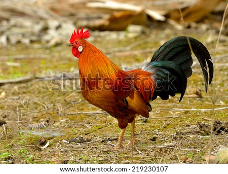 Close up of beautiful rooster, selective focus.