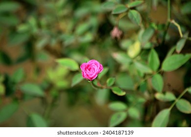 Close up Beautiful Rose, Pink Rose, PinkFlower, Golap Ful