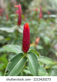 Close Up Of A Beautiful Shampoo Ginger Plant Found In Thailand, Asia. Long Red Flower.