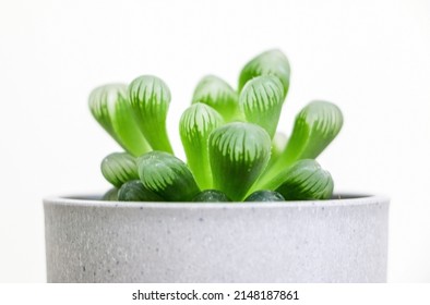 Close up of beautiful shape, pattern and texture of a Haworthia cooperi plant against white background