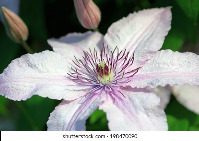 white autumn clematis