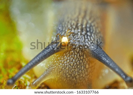 Image, Stock Photo bootlicker Snail Animal