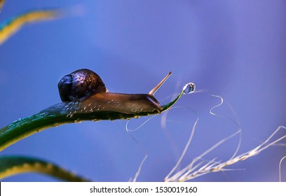 Close Beautiful Snail Reaching Small Drop Stock Photo 1530019160 ...