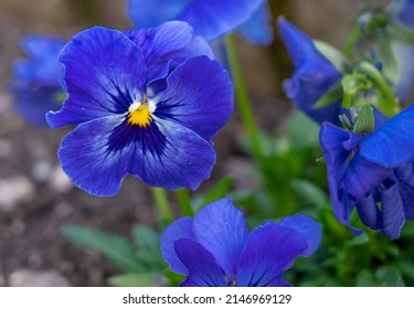 close up of beautiful spring flowering blue Pansies (Viola tricolor var. hortensis)