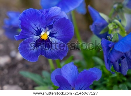 close up of beautiful spring flowering blue Pansies (Viola tricolor var. hortensis)